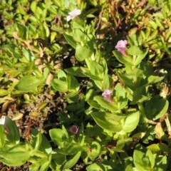 Gratiola peruviana at Tennent, ACT - 8 Mar 2018