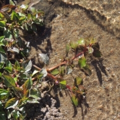 Ludwigia palustris at Tennent, ACT - 8 Mar 2018 06:22 PM