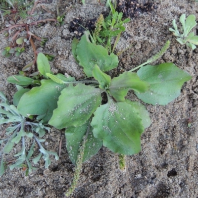 Plantago major (Greater Plantain) at Gigerline Nature Reserve - 8 Mar 2018 by MichaelBedingfield