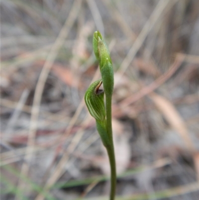 Speculantha rubescens (Blushing Tiny Greenhood) at Cook, ACT - 22 Mar 2018 by CathB