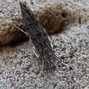 Trachydora capnopa at Cook, ACT - 22 Mar 2018