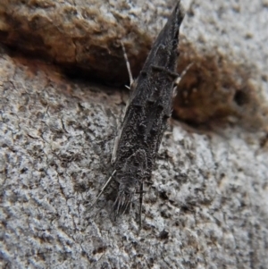 Trachydora capnopa at Cook, ACT - 22 Mar 2018