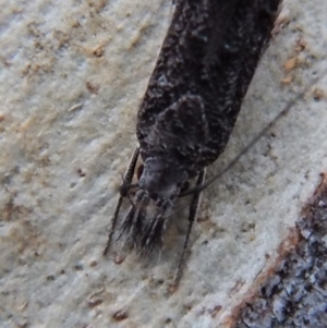 Trachydora capnopa at Cook, ACT - 22 Mar 2018