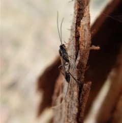 Ichneumonidae (family) (Unidentified ichneumon wasp) at Cook, ACT - 23 Mar 2018 by CathB