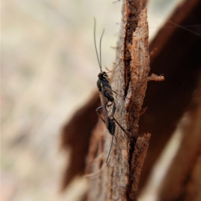 Ichneumonidae (family) (Unidentified ichneumon wasp) at Cook, ACT - 22 Mar 2018 by CathB