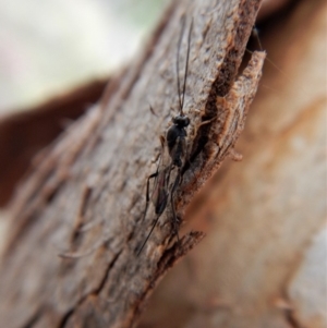 Ichneumonidae (family) at Cook, ACT - 23 Mar 2018