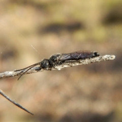 Tiphiidae (family) (Unidentified Smooth flower wasp) at Mount Painter - 22 Mar 2018 by CathB