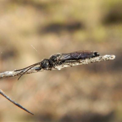 Tiphiidae (family) (Unidentified Smooth flower wasp) at Cook, ACT - 22 Mar 2018 by CathB