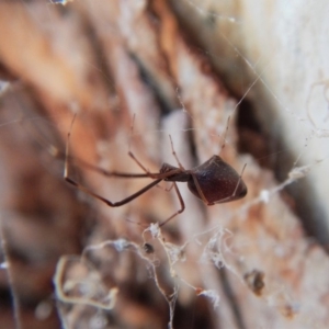 Argyrodes sp. (genus) at Belconnen, ACT - 15 Mar 2018 05:50 PM