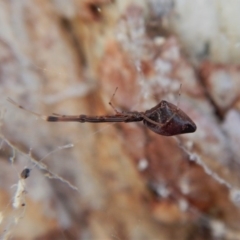 Argyrodes sp. (genus) at Belconnen, ACT - 15 Mar 2018 05:50 PM