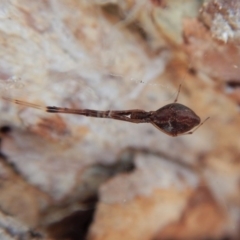 Argyrodes sp. (genus) at Belconnen, ACT - 15 Mar 2018 05:50 PM