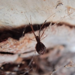 Argyrodes sp. (genus) at Belconnen, ACT - 15 Mar 2018 05:50 PM