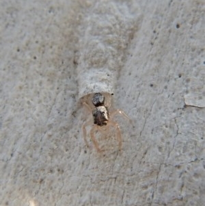 Arasia mollicoma at Belconnen, ACT - 16 Mar 2018 05:46 PM