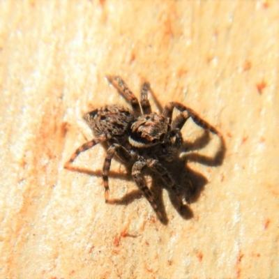 Servaea sp. (genus) (Unidentified Servaea jumping spider) at Belconnen, ACT - 16 Mar 2018 by CathB