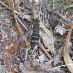 Villa sp. (genus) (Unidentified Villa bee fly) at Mount Taylor - 21 Mar 2018 by MatthewFrawley