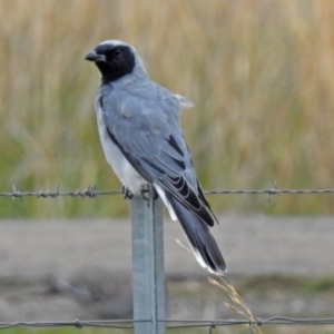 Coracina novaehollandiae at Fyshwick, ACT - 23 Mar 2018