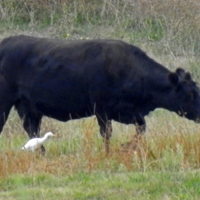 Bubulcus coromandus (Eastern Cattle Egret) at Jerrabomberra Wetlands - 23 Mar 2018 by RodDeb