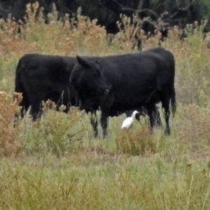 Bubulcus coromandus at Fyshwick, ACT - 23 Mar 2018