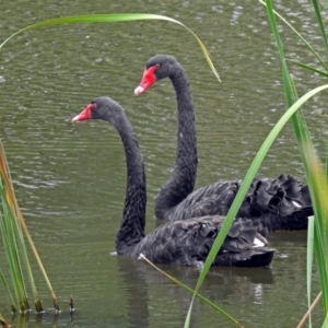 Cygnus atratus at Fyshwick, ACT - 23 Mar 2018