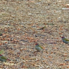 Neochmia temporalis (Red-browed Finch) at Fyshwick, ACT - 23 Mar 2018 by RodDeb