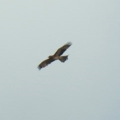 Hieraaetus morphnoides (Little Eagle) at Fyshwick, ACT by RodDeb