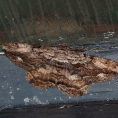 Scioglyptis lyciaria (White-patch Bark Moth) at Higgins, ACT - 30 Mar 2018 by AlisonMilton