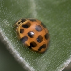 Harmonia conformis at Higgins, ACT - 22 Mar 2018