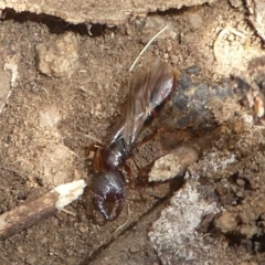 Amblyopone sp. (genus) (Slow ant) at Cotter River, ACT - 17 Mar 2018 by HarveyPerkins