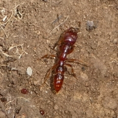 Amblyopone sp. (genus) at Cotter River, ACT - 17 Mar 2018