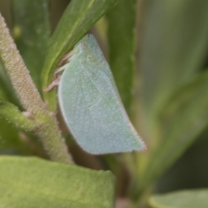 Siphanta sp. (genus) at Higgins, ACT - 22 Mar 2018 12:48 PM