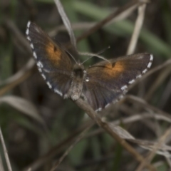 Lucia limbaria (Chequered Copper) at Hawker, ACT - 22 Mar 2018 by Alison Milton