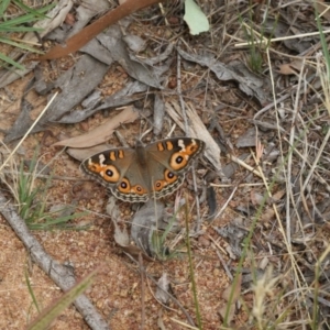 Junonia villida at The Pinnacle - 22 Mar 2018 01:58 PM