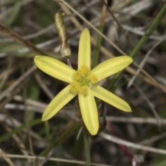 Tricoryne elatior (Yellow Rush Lily) at The Pinnacle - 22 Mar 2018 by AlisonMilton