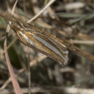 Hednota bivittella (Webworm) at The Pinnacle - 22 Mar 2018 by Alison Milton