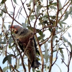 Callocephalon fimbriatum (Gang-gang Cockatoo) at Hughes, ACT - 23 Mar 2018 by JackyF