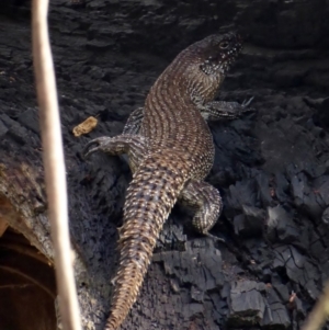 Egernia cunninghami at Deakin, ACT - 23 Mar 2018