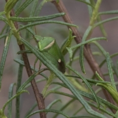 Ocirrhoe unimaculata at The Pinnacle - 22 Mar 2018 02:32 PM