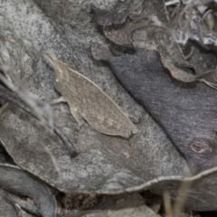 Goniaea sp. (genus) (A gumleaf grasshopper) at Dunlop, ACT - 22 Mar 2018 by Alison Milton