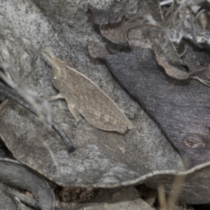 Goniaea sp. (genus) at Dunlop, ACT - 22 Mar 2018 02:39 PM