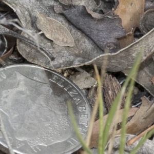 Goniaea sp. (genus) at Dunlop, ACT - 22 Mar 2018 02:39 PM