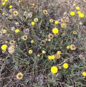 Coronidium gunnianum at Rendezvous Creek, ACT - 16 Mar 2018 11:20 AM