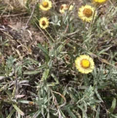 Coronidium gunnianum at Rendezvous Creek, ACT - 16 Mar 2018