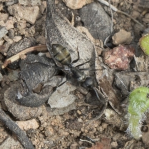 Camponotus sp. (genus) at Dunlop, ACT - 22 Mar 2018