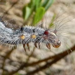 Lasiocampidae (family) (Snout moth) at Cotter River, ACT - 17 Mar 2018 by HarveyPerkins