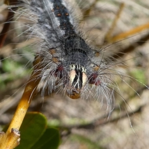 Lasiocampidae (family) at Cotter River, ACT - 17 Mar 2018