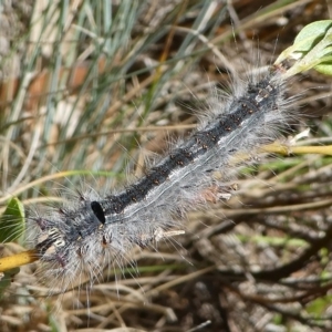 Lasiocampidae (family) at Cotter River, ACT - 17 Mar 2018