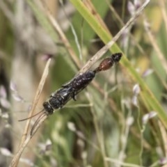 Tiphiidae (family) (Unidentified Smooth flower wasp) at The Pinnacle - 22 Mar 2018 by Alison Milton