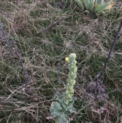 Verbascum thapsus subsp. thapsus at Rendezvous Creek, ACT - 16 Mar 2018 11:39 AM