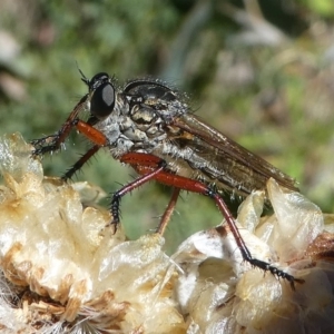 Zosteria sp. (genus) at Cotter River, ACT - 17 Mar 2018