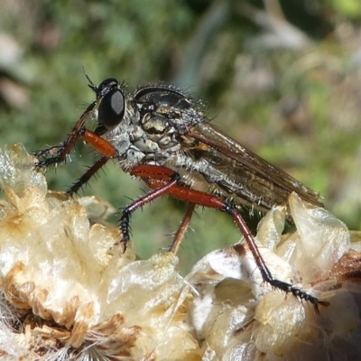 Zosteria sp. (genus) (Common brown robber fly) at Cotter River, ACT - 17 Mar 2018 by HarveyPerkins